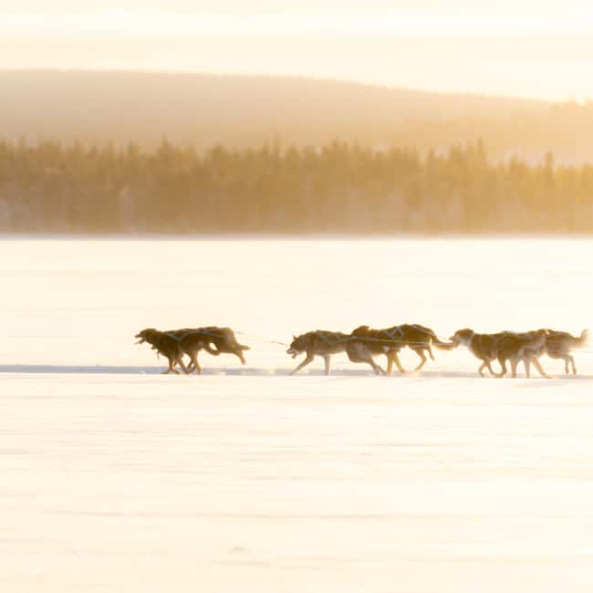 Rovaniemi: Insider 10 km Husky Sled Ride - Meet The Huskies In A Real Working Setting