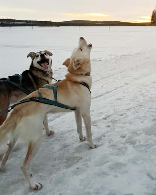 Rovaniemi: Insider 10 km Husky Sled Ride - Your 10 km Husky Safari: Driving, Switching, And Quiet Forests