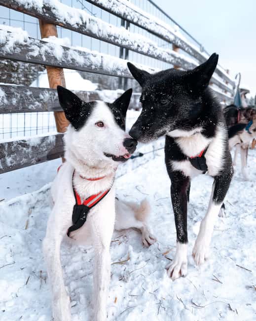 Rovaniemi: Insider 10 km Husky Sled Ride - The People Factor: Pro Mushing Meets Friendly Hospitality