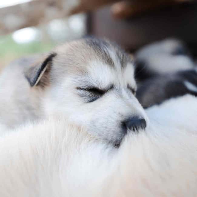 Rovaniemi: Insider 10 km Husky Sled Ride - Price And Value: Is $269 Per Person Worth It?