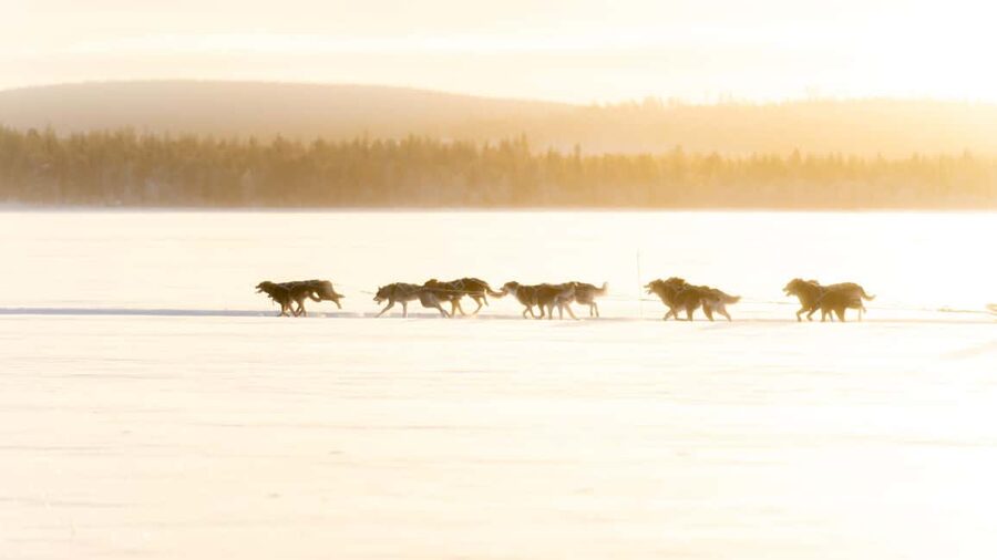 Rovaniemi: Insider 5km Husky Self Drive Tour - Safety briefing first, then you get to drive