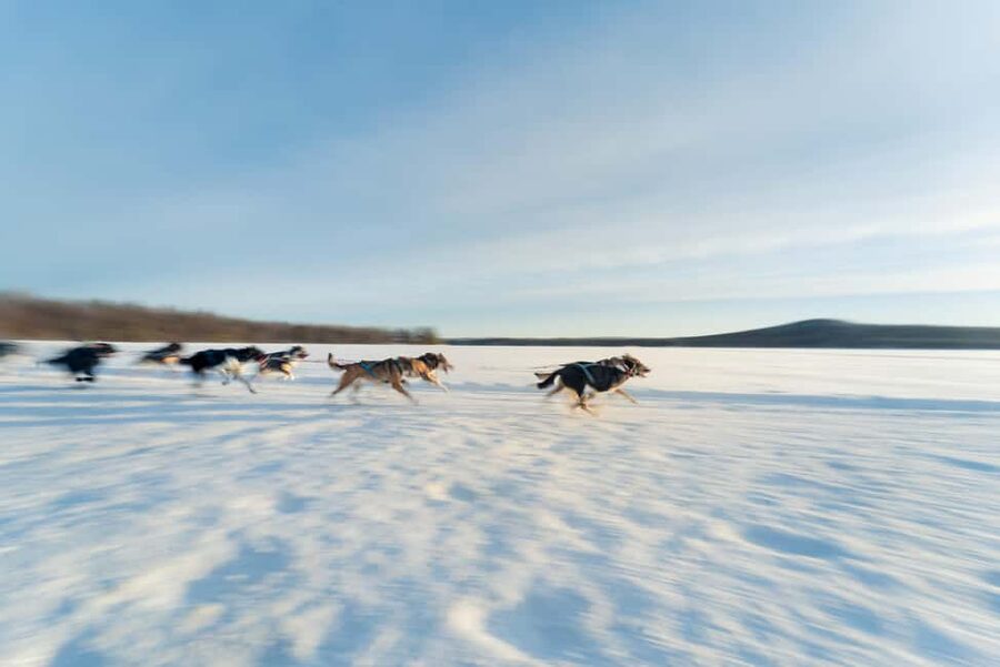 Rovaniemi: Insider 5km Husky Self Drive Tour - Photo and video tips for snow, fur, and fast movement