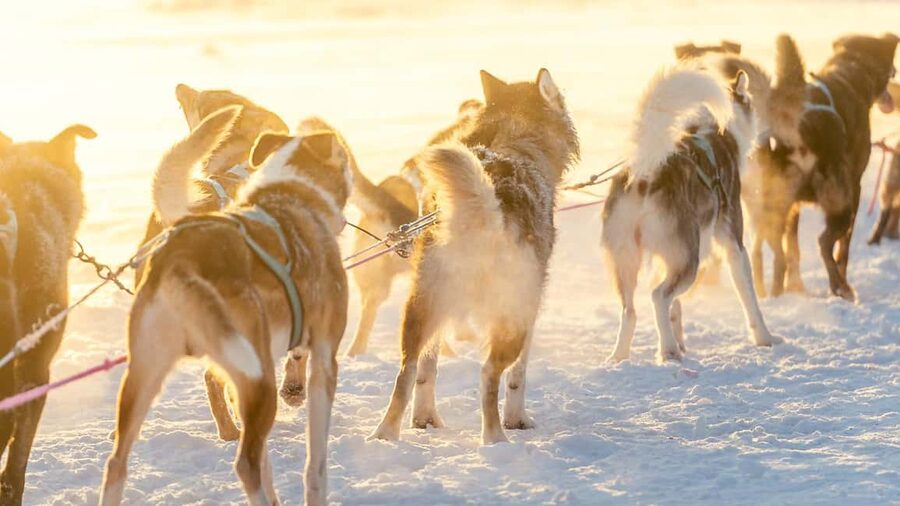 Rovaniemi: Insider 5km Husky Self Drive Tour - What’s included, what’s not, and what rules to expect