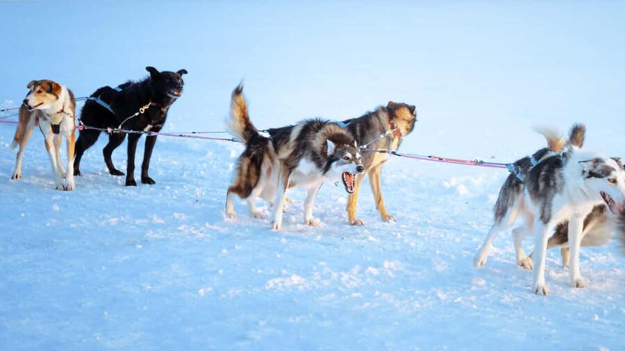 Rovaniemi: Insider 5km Husky Self Drive Tour - Rovaniemi pickup and the scenic transfer that sets the tone
