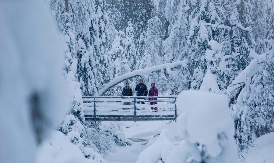 Rovaniemi: Korouoma Canyon Frozen Waterfalls Guided Hike - Wildlife Signs in Arctic Lapland: How to Watch Without Guessing