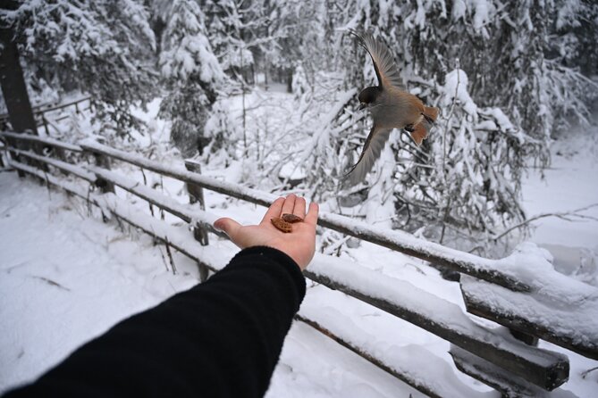 Rovaniemi: Korouoma Frozen Waterfalls Hike with Hot BBQ Lunch - The 5 km Winter Walk: Snowy Footing, Photo Stops, and Pacing