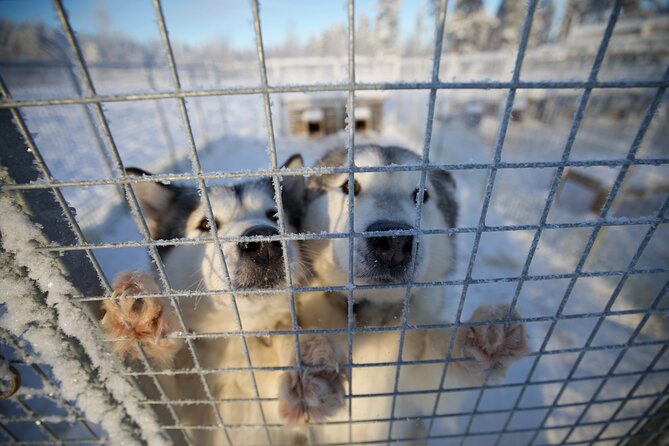 Rovaniemi Lapland Husky Experience 5km - Where the experience begins in Rovaniemi