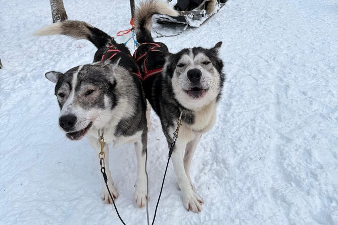 Rovaniemi Lapland Husky Experience 5km - The 5 km husky ride: what it feels like