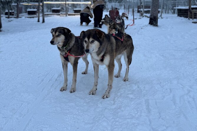 Rovaniemi Lapland Husky Experience 5km - How long the whole tour really takes (and where delays happen)