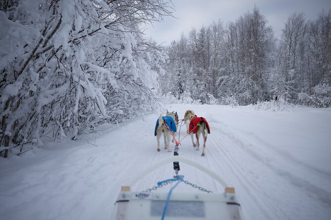 Rovaniemi Lapland Husky Experience 5km - Price and value: what $204.46 includes