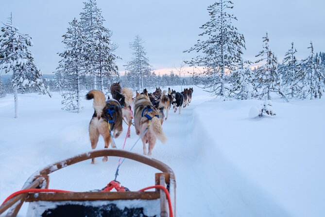 Rovaniemi Lapland Husky Experience 5km - Practical tips that make or break winter husky rides