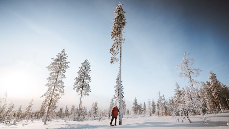 Rovaniemi: Lapland Ski Trekking Safari - Timing, group size, and why 4 hours feels perfect
