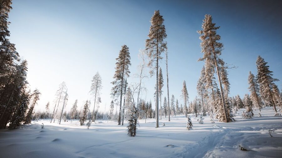 Rovaniemi: Lapland Ski Trekking Safari - Price and value: is $128 for 4 hours worth it?