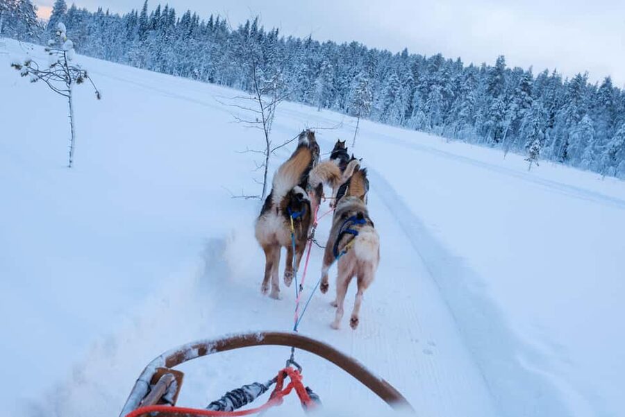 Rovaniemi: Lapland Wilderness Husky Safari 7,5 km - First, The Vibe: Active Husky Safari, Not a Drive-By