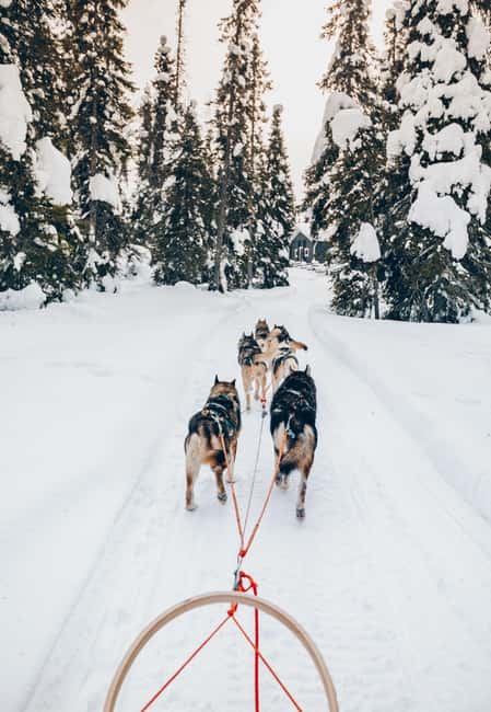 Rovaniemi: Lapland Wilderness Husky Safari 7,5 km - Sled Driving 101: How It Actually Works
