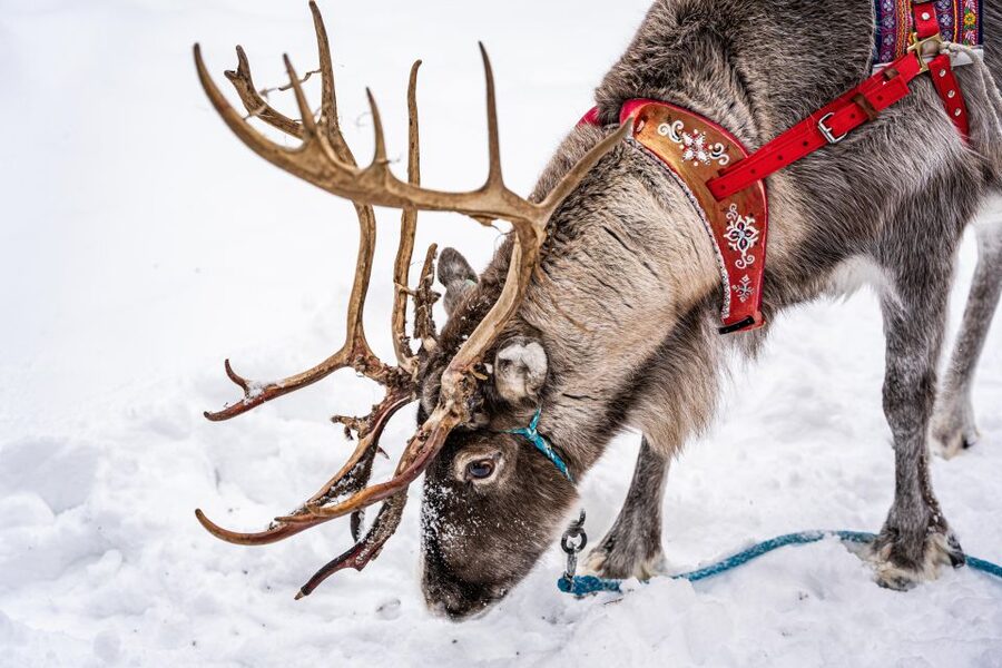 Rovaniemi: Local Reindeer Farm Visit with Sleigh Ride - Key points before you go