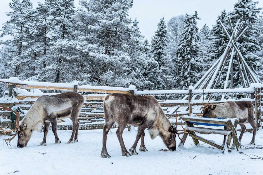 Rovaniemi: Local Reindeer Farm Visit with Sleigh Ride - Why this Rovaniemi reindeer farm visit feels more real