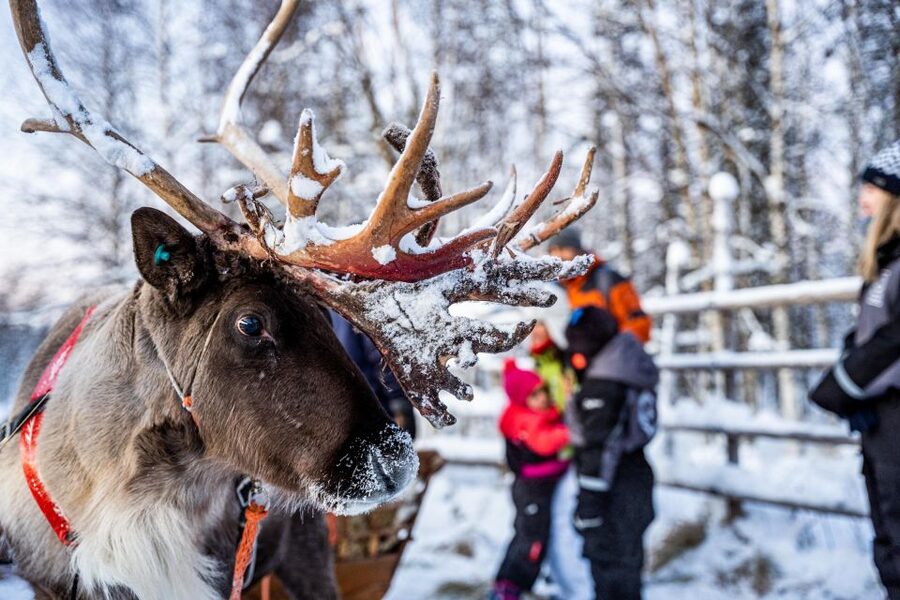 Rovaniemi: Local Reindeer Farm Visit with Sleigh Ride - Kota hut warmth, coffee, and winter snacks that actually help