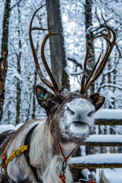 Rovaniemi: Local Reindeer Farm Visit with Sleigh Ride - Feeding time with lichen, plus posing for memorable photos