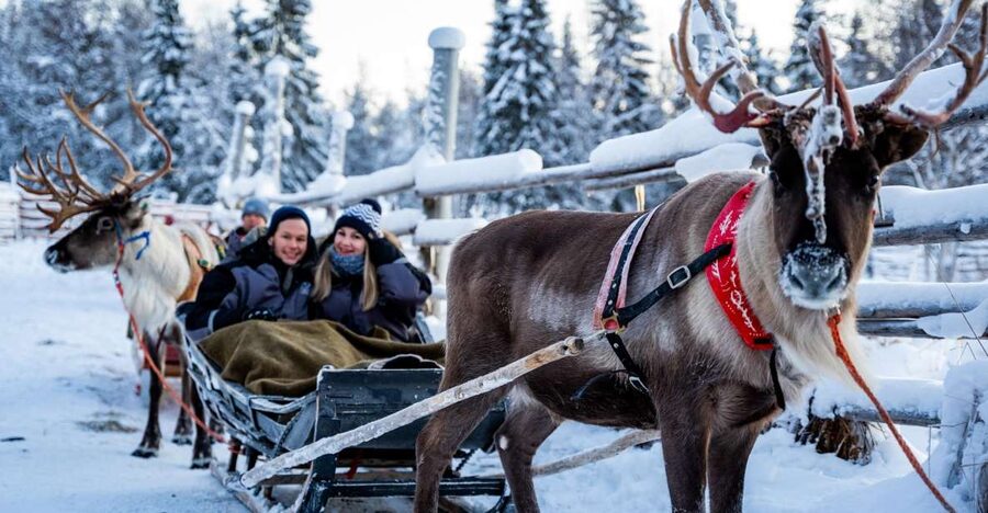 Rovaniemi: Local Reindeer Farm Visit with Sleigh Ride - Price and value: why $190 can make sense