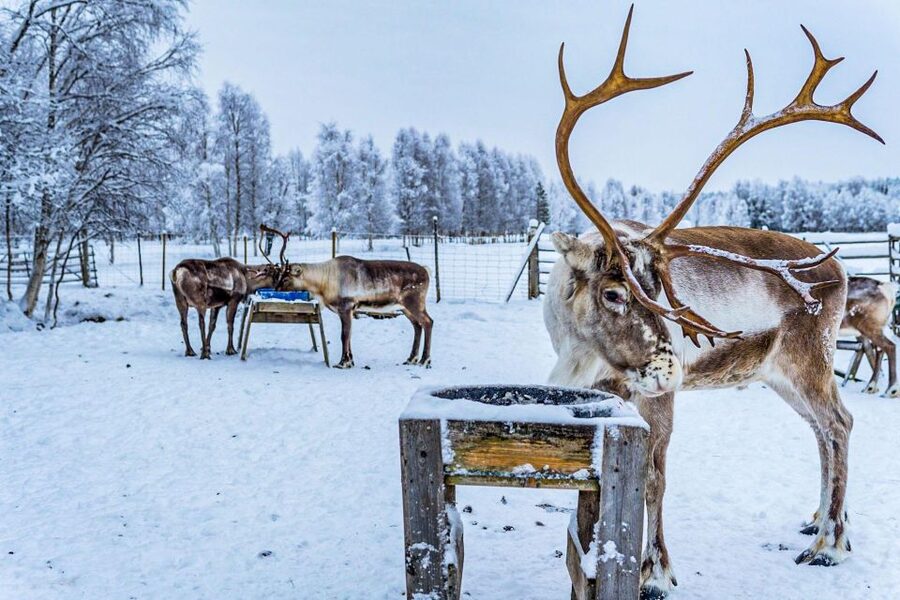 Rovaniemi: Local Reindeer Farm Visit with Sleigh Ride - Logistics to plan for: cold gear, rules, and group pace