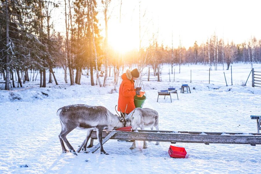 Rovaniemi: Local Reindeer Farm Visit with Sleigh Ride - Pickup and the 35-minute minivan ride into Lapland