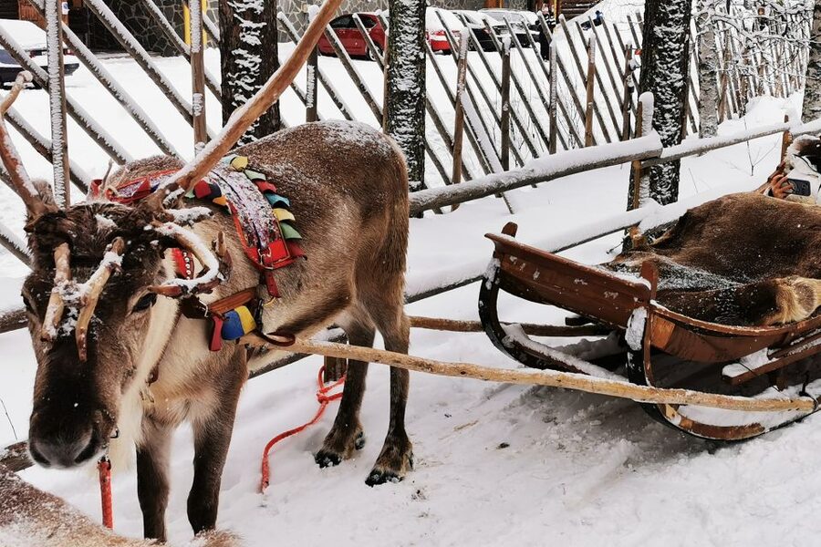 Rovaniemi: Meet Santa Claus, Reindeer Sleigh Ride & Huskies - Should you book Meet Santa Claus plus reindeer and huskies in Rovaniemi?