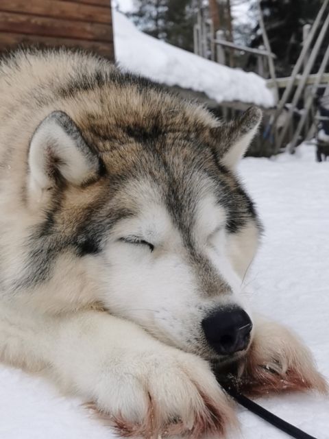 Rovaniemi: Meet Santa Claus, Reindeer Sleigh Ride & Huskies - Husky sleigh ride in the Arctic forest: fast energy in 500 meters