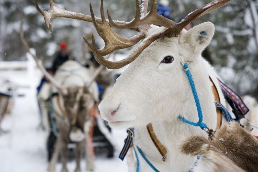 Rovaniemi: Meet Santa Claus, Reindeer Sleigh Ride & Huskies - Timing, photos, and the practical stuff you should plan for