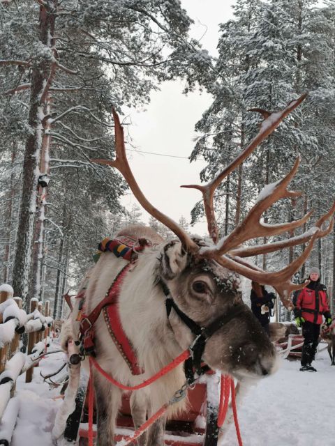 Rovaniemi: Meet Santa Claus, Reindeer Sleigh Ride & Huskies - Who this tour fits best, and who might want a different plan