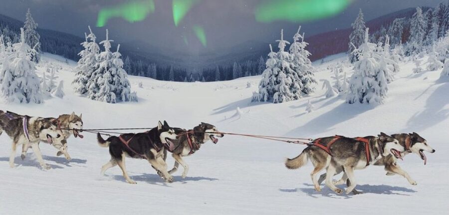 Rovaniemi: Northern Lights and Husky Sleigh Ride - From Husky Lines to Frozen-Quiet Lapland