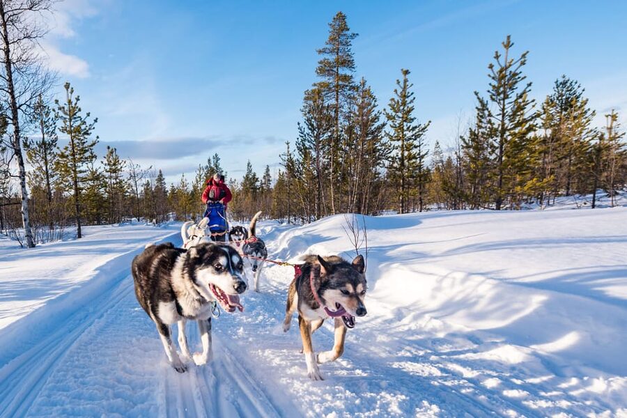 Rovaniemi: One Hour Husky Experience - From Pickup to Petting, a 2-Hour Plan That Keeps Moving