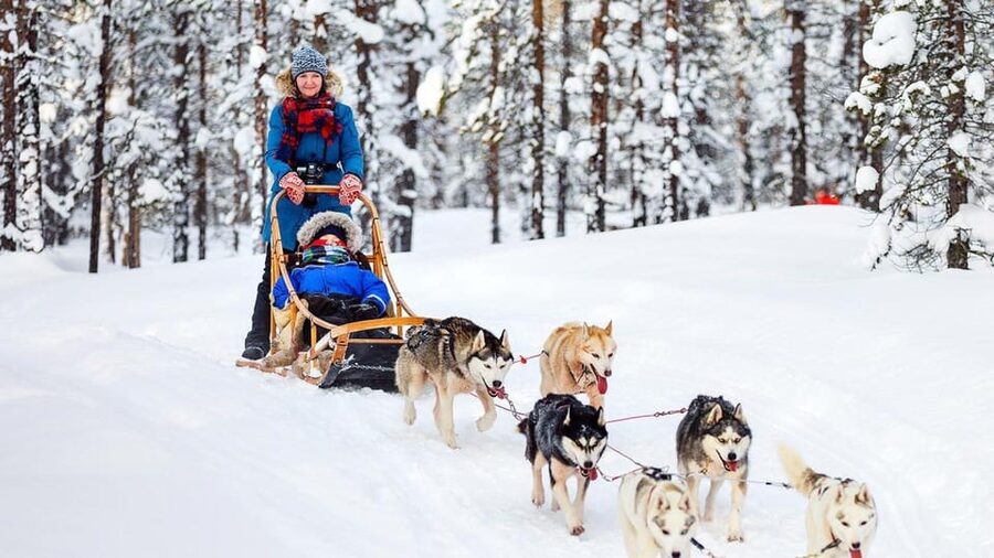 Rovaniemi: One Hour Husky Experience - The Heated Hut Break: Hot Drinks, Cookies, and a Reset for Your Body
