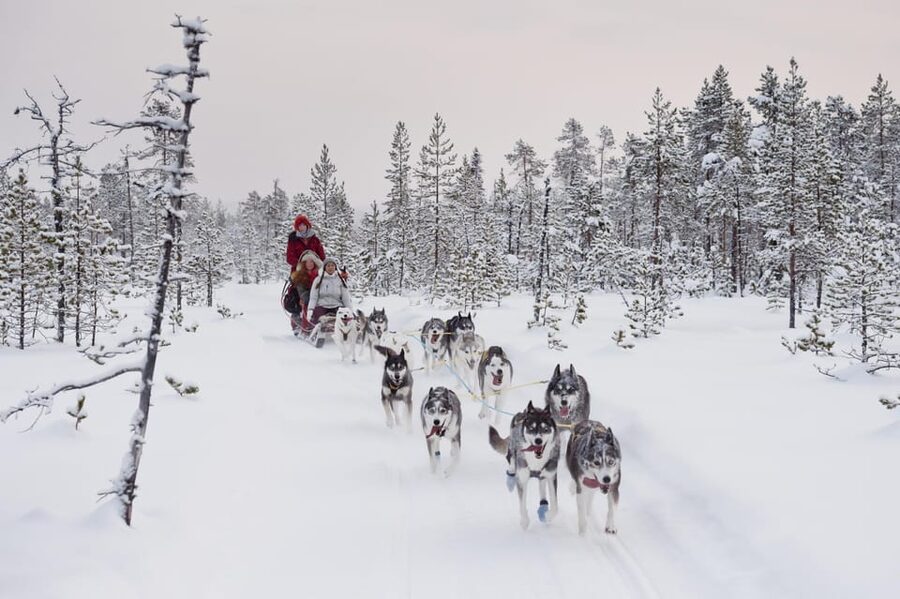 Rovaniemi: One Hour Husky Experience - Who This Husky Experience Is Perfect For (and Who Should Consider a Longer Option)