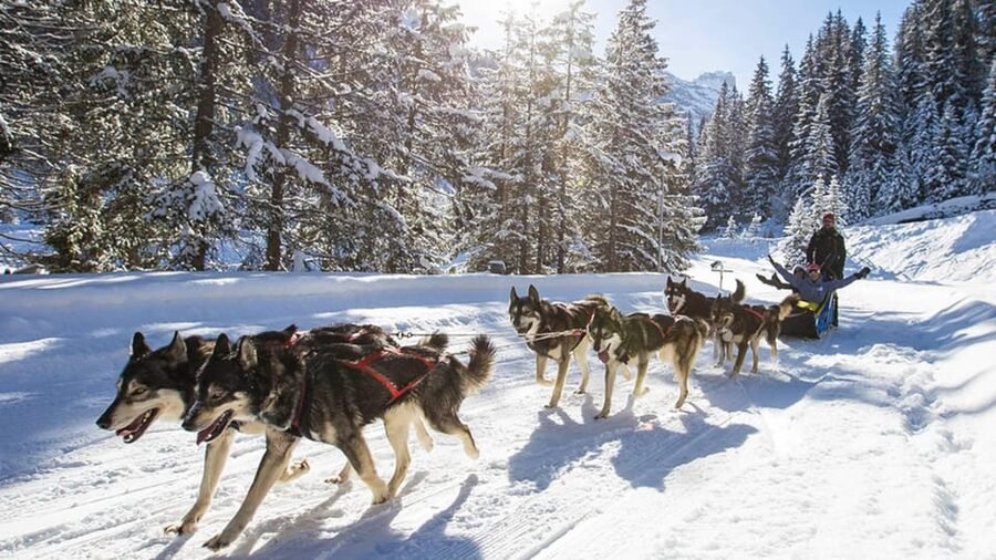 Rovaniemi: One Hour Husky Experience - Tips to Make This Short Ride Feel Like a Full Memory
