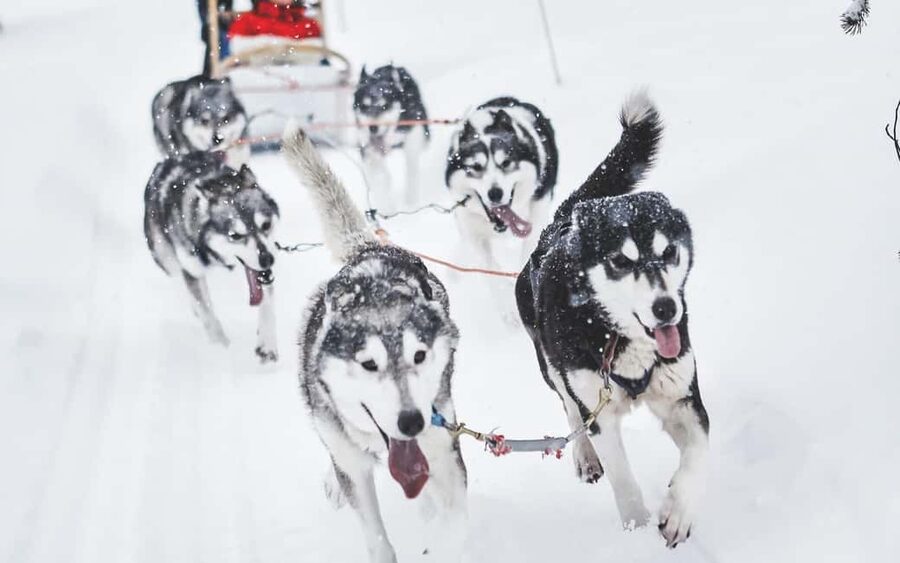 Rovaniemi: One Hour Husky Trip with hotel pick up - Why This Rovaniemi Husky Trip Feels Easy in Winter