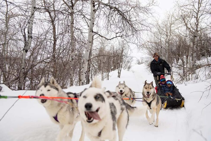 Rovaniemi: One Hour Husky Trip with hotel pick up - Husky Time After the Ride, Plus the Heated Hut Reset
