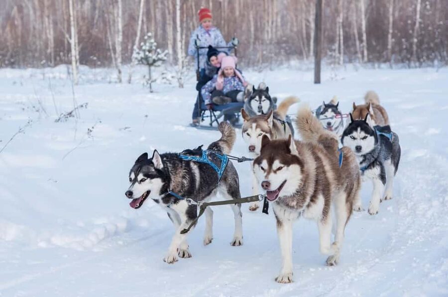 Rovaniemi: One Hour Husky Trip with hotel pick up - Price and Value: Is $188 Per Person Fair for Two Hours?