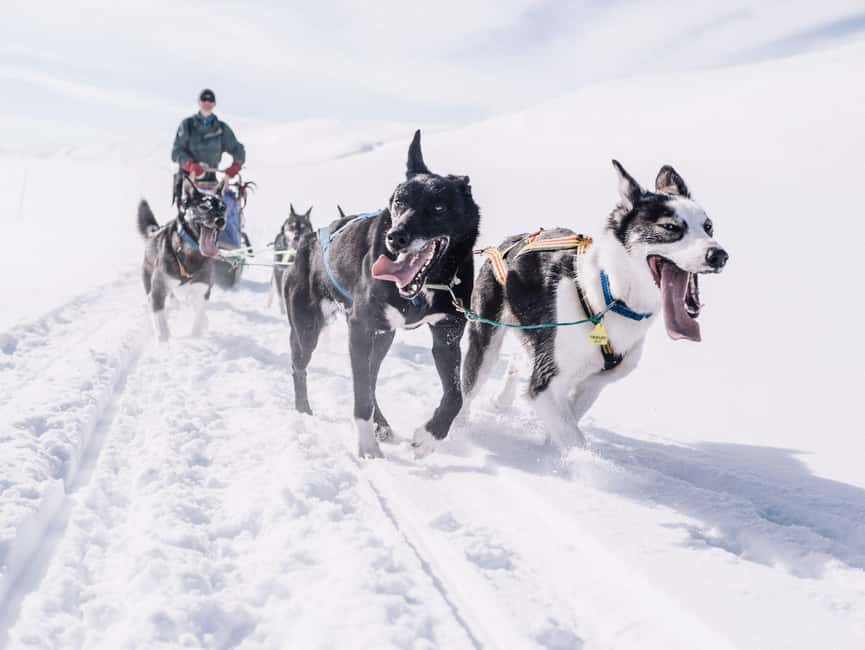 Rovaniemi: One Hour Husky Trip with hotel pick up - FAQ