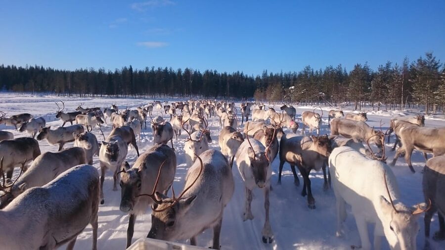 Rovaniemi: Private Reindeer Farm Visit and Walk-Along - Key things I’d mark on your Lapland plan
