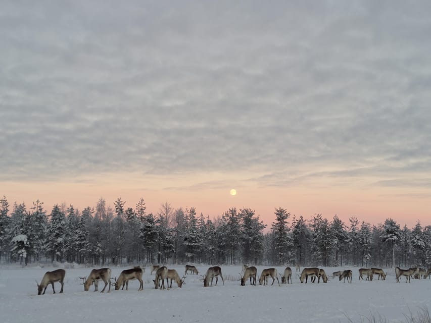 Rovaniemi: Private Reindeer Farm Visit and Walk-Along - Why this Rovaniemi-area reindeer farm feels like more than a photo stop