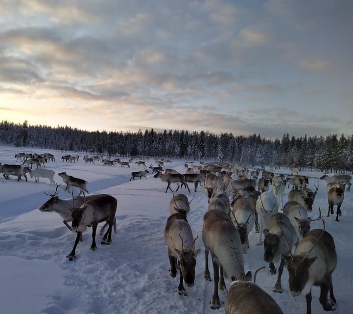 Rovaniemi: Private Reindeer Farm Visit and Walk-Along - Your two-hour flow: from pasture stops to a kota fire