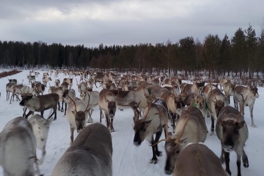 Rovaniemi: Private Reindeer Farm Visit and Walk-Along - The snowmobile-pulled sledge ride: comfort with a Lapland pulse