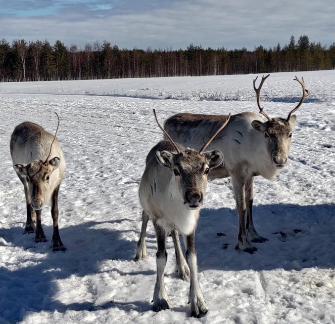 Rovaniemi: Private Reindeer Farm Visit and Walk-Along - Learning the lasso like a herder, not a stunt person
