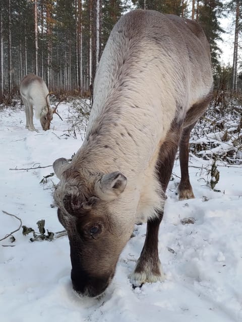 Rovaniemi: Private Reindeer Farm Visit and Walk-Along - Forest walk with reindeer: follow the young soon-to-be sledge team
