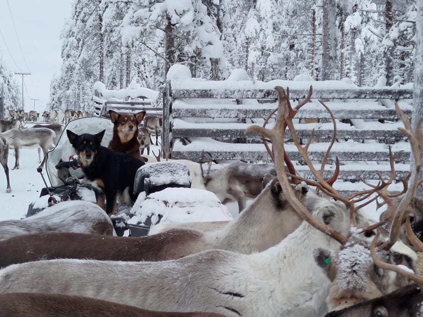 Rovaniemi: Private Reindeer Farm Visit and Walk-Along - Price and value: $165 for a private 2-hour Lapland day