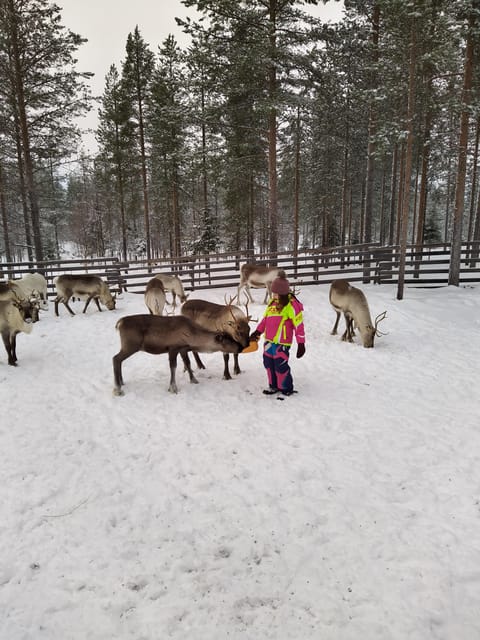 Rovaniemi: Private Reindeer Farm Visit and Walk-Along - What to wear in Lapland cold (so you can actually enjoy it)
