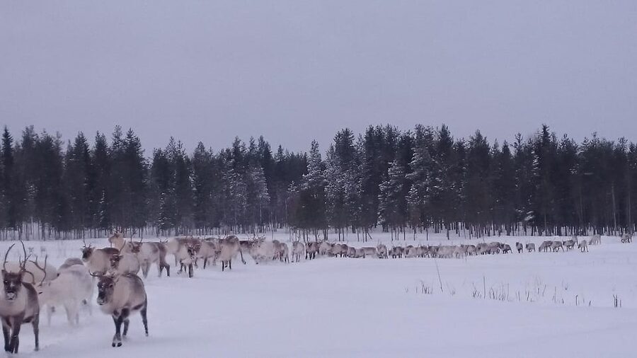 Rovaniemi: Private Reindeer Farm Visit and Walk-Along - Getting to Unarin-Luusua: plan your car, not your bus