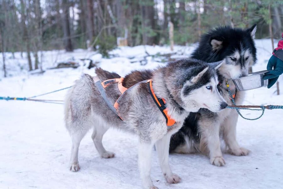 Rovaniemi: Private Santa Claus Village Tour & Sleigh Ride - Key highlights worth planning around