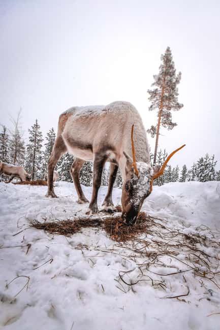 Rovaniemi: Private Santa Claus Village Tour & Sleigh Ride - Reindeer farm sleigh ride: peaceful snow, traditional pacing
